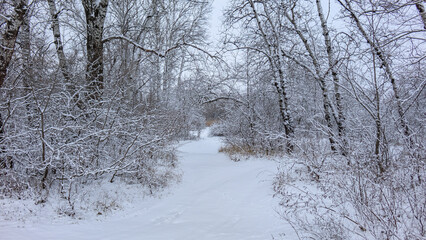 Zmny landscape, snow, beauty, nature.