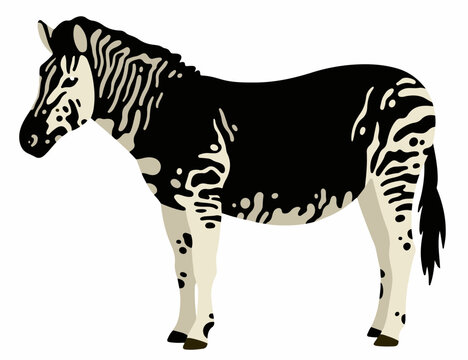 standing melanistic zebra cartoon illustration isolated on white