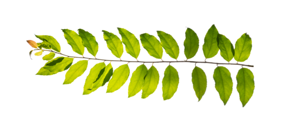 leaf vine Isolate on transparent background PNG file
