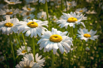 Chamomile is a genus of very branched annual plants with a strong aromatic odor from the Aistrov family