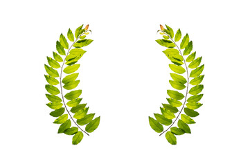 leaf vine circle Isolate on transparent background PNG file