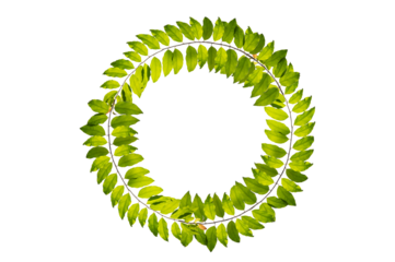 leaf vine circle Isolate on transparent background PNG file