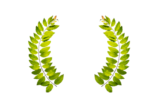 leaf vine circle Isolate on transparent background PNG file