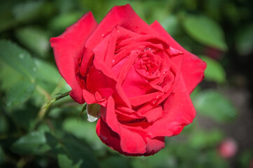 Rose, rose hips (Rosa L.) - genus and cultural form of plants of the rose family (wild plants - see Rose hips), shrubs up to 2 meters high.