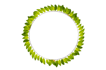 leaf vine circle Isolate on transparent background PNG file