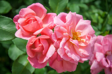 Rose, rose hips (Rosa L.) - genus and cultural form of plants of the rose family (wild plants - see Rose hips), shrubs up to 2 meters high.