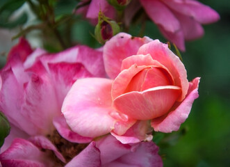 Rose, rose hips (Rosa L.) - genus and cultural form of plants of the rose family (wild plants - see Rose hips), shrubs up to 2 meters high.