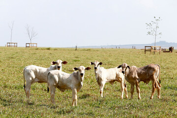 Obraz premium Nelore calfs cattle in green pasture. Countryside of Brazil