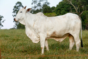 Nelore cattle in green pasture. Countryside of Brazil