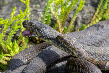 Close up of several rat snakes in the grass