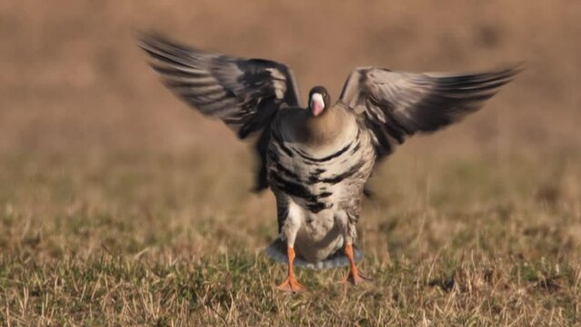 Flock of Greater white-fronted goose (Anser albifrons) in springtime near pond flying in slow motion