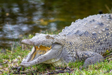 A close up of an alligator with its mouth open.