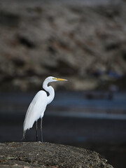 white heron