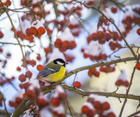 Great tit bird sitting in an apple tree
