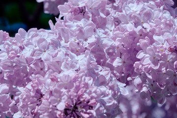 Lilac flowers blooming in the spring garden.