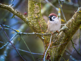 Sparrow sitting on the branch of a tree