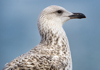 portrait of sea gull