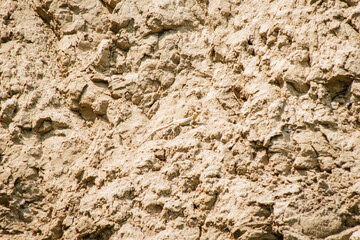 Common lizard hide blends camouflage on rocks in pantishara gorge. VAshlovani national park in Georgia