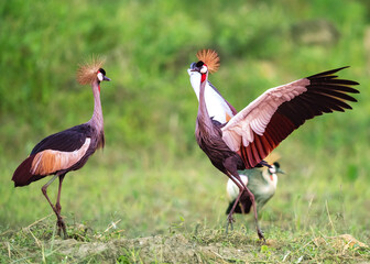Grey Crowned Crane Pageantry a frequent show of gamesmanship.