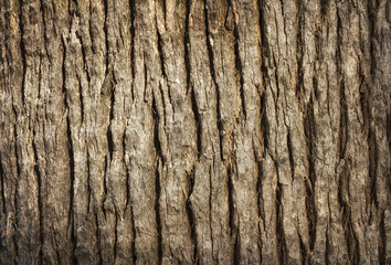 old palm tree trunk texture, natural bark background