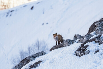 Obraz premium Red fox (Vulpes vulpes) in its habitat on winter with white alpine slopes in the background, Italian Alps. January