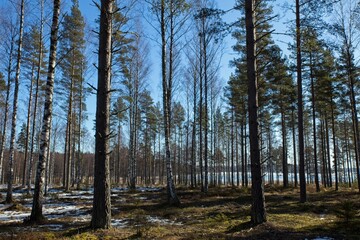 Trees in forest in winter with little snow on ground in sunny weather, Pickala, Finland.