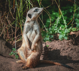 Wachsames Erdmännchen