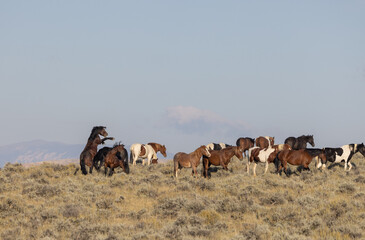 Obraz premium Wild Horses in Autumn in the Wyoming Desert