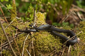 Grass snake lying on moss, Särkkäniemi nature reserve, Helsinki, Finland.