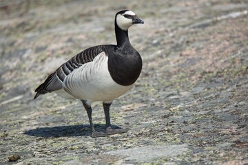 Portait of a barnacle goose standing on rock on the island of Pohjoinen Käärmeluoto, Helsinki, Finland.