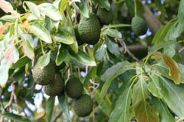 Avocado - Farm - Anbau - Neuseeland