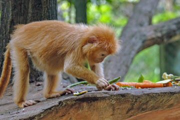 baby langur on a tree