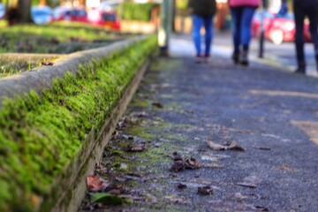 walking in the park