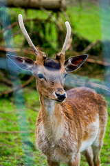 young brown deer standing in the grass
