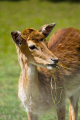 young brown deer standing in the grass