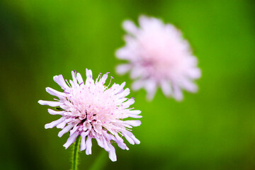 pink flower in the field full of grass