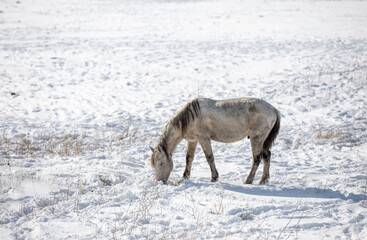 Wild horses are running and on the snow. Yilki horses are wild horses that are not owned in Kayseri, Turkey