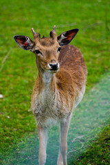 Fototapeta premium young brown deer standing in the grass and watching the cloudy blue sky