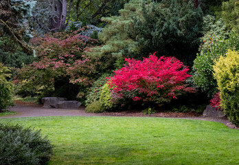 Botanical garden lawn and brilliant red shrub