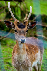 young deer in the woods behind a fence watching the people walking by