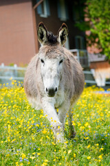 white donkey starring in the camera on a sunny day with a flower grass ground in the background