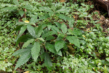 Girardinia diversifolia, commonly known as the Himalayan nettle or Nilghiri nettle. In South...