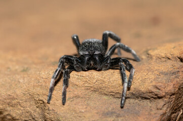 Velvet Spider (Family Eresidae)