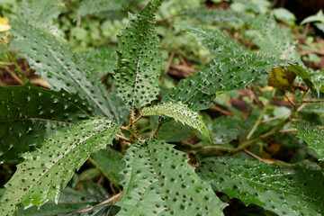 Girardinia diversifolia, commonly known as the Himalayan nettle or Nilghiri nettle. In South america rainforest. Invesive plant. 