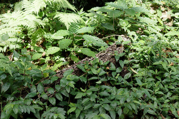 Girardinia diversifolia, commonly known as the Himalayan nettle or Nilghiri nettle. In South...