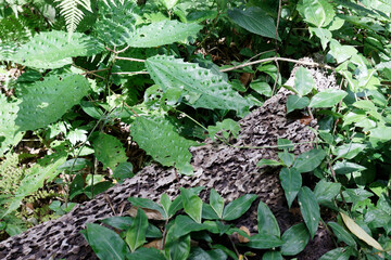 Girardinia diversifolia, commonly known as the Himalayan nettle or Nilghiri nettle. In South...
