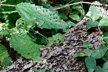 Girardinia diversifolia, commonly known as the Himalayan nettle or Nilghiri nettle. In South...