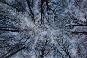 Crowns of a winter tree against a clear blue sky