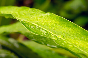 Water apple green leaves with water splash, selected focus for natural background