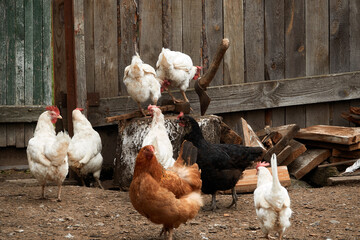Village chicken coop. Backyard Chickens.